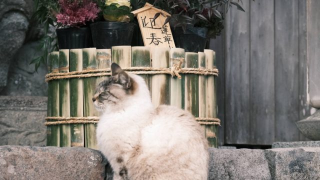 富貴寺の猫