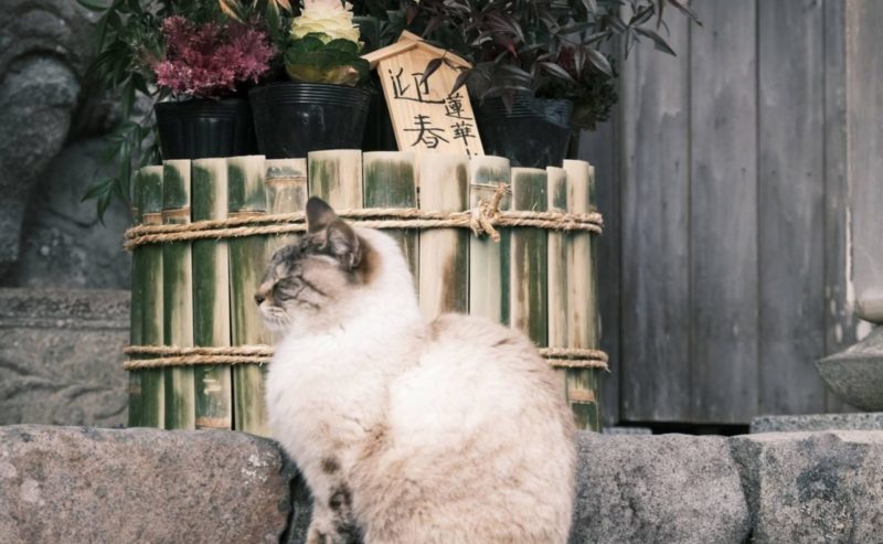 富貴寺の猫