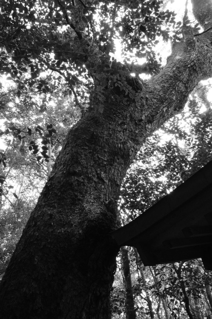 豊前市 大富神社 楠の大木