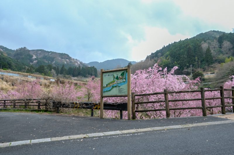 【豊前市】轟フジ農村公園の枝垂れ桜