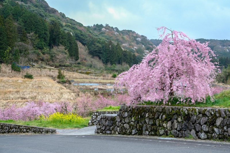 【豊前市】轟フジ農村公園の枝垂れ桜