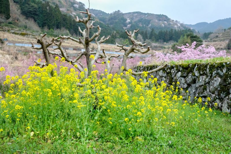 【豊前市】轟フジ農村公園の枝垂れ桜と菜の花