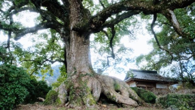 「新京築風土記・白山神社の大樟」 – カメラを持って京築の歴史を巡ってみた。